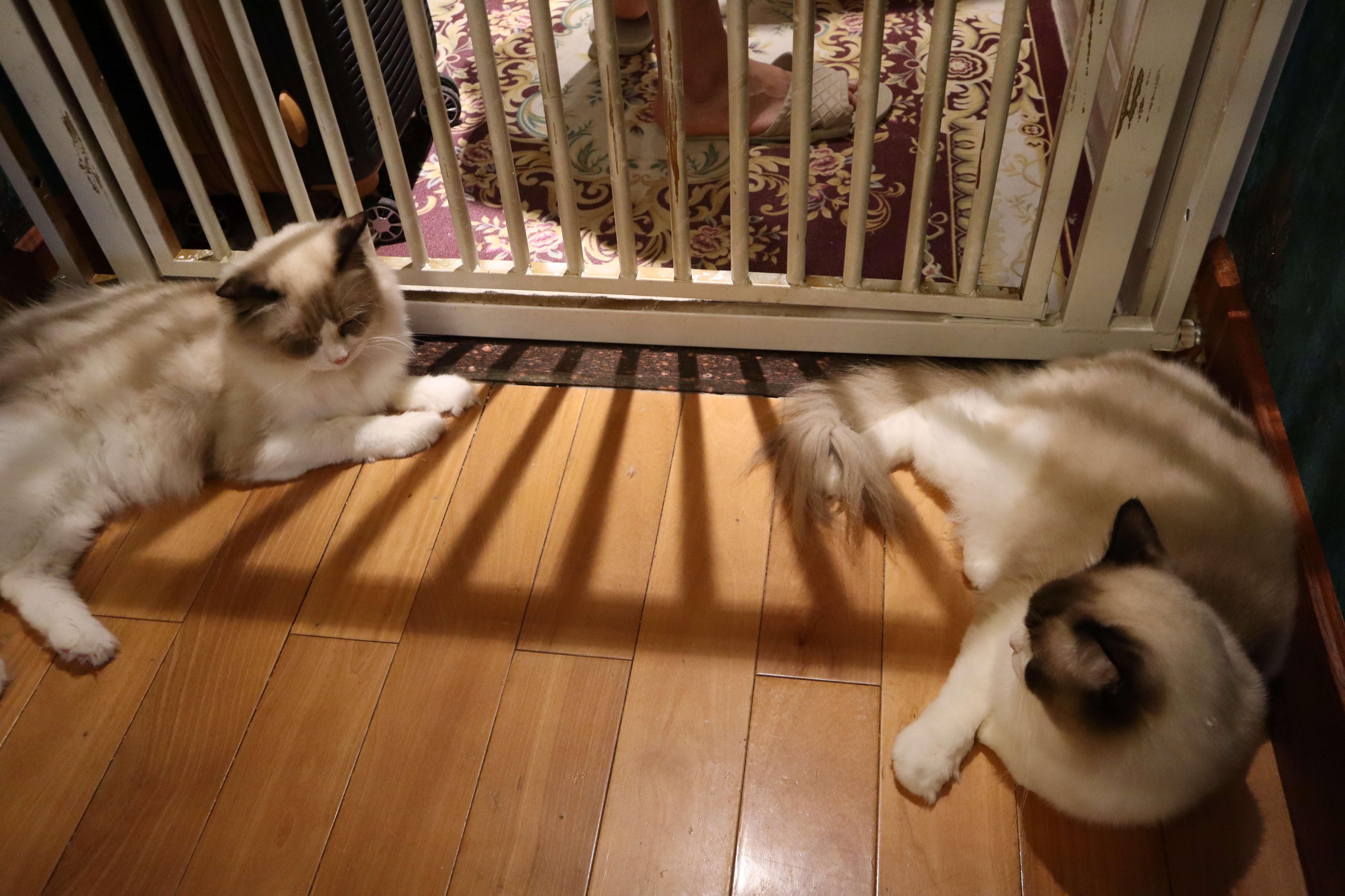 长期室内养猫对人体有影响吗