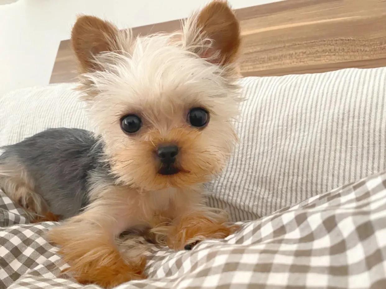 约克夏怎么养最好(详解:养约克夏的正确方法)