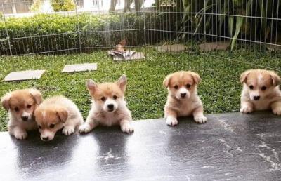 狗狗发情前有什么征兆