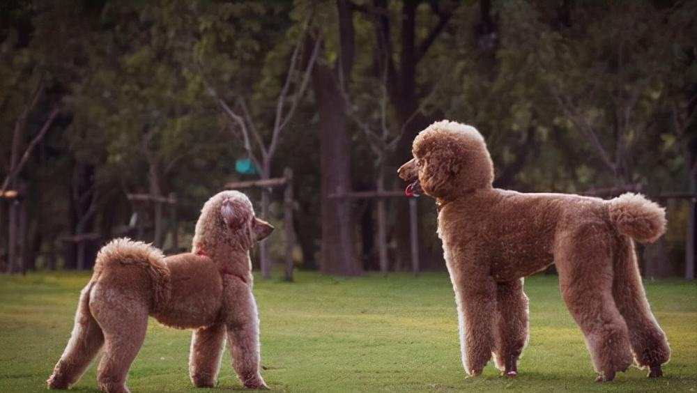 分享饲养巨型贵宾犬的好处（巨型贵宾犬好养吗）