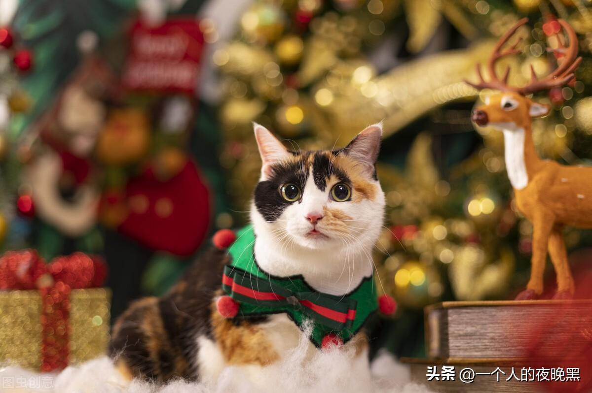 三花猫是猫中美女吗（是的下面是颜值高的三花猫图片）