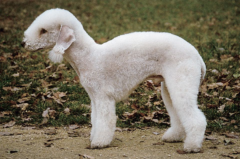 宠物犬排名及图片大全（宠物犬种类大全及名称）