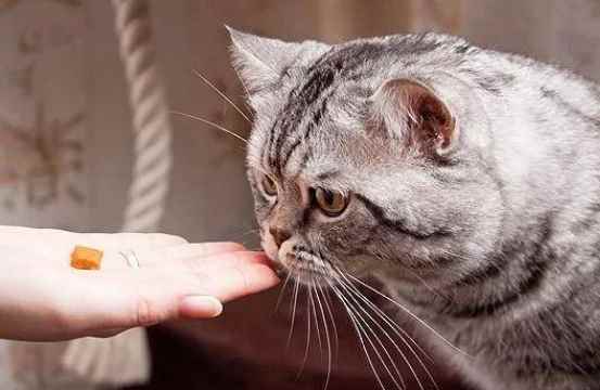 养猫女孩颅内有大量寄生虫(养猫女孩颅内有大量寄生虫怎么办)