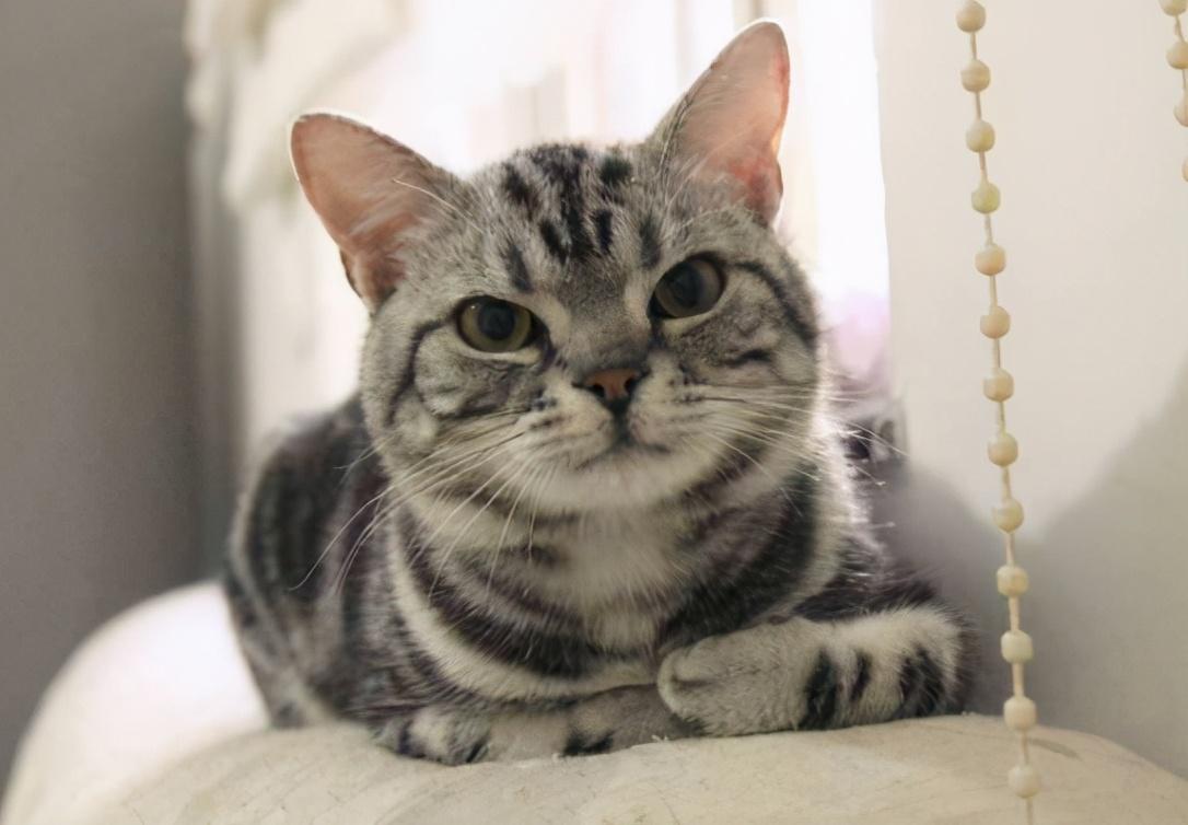 建议新手养的7种猫（最适合家养的猫有哪些）