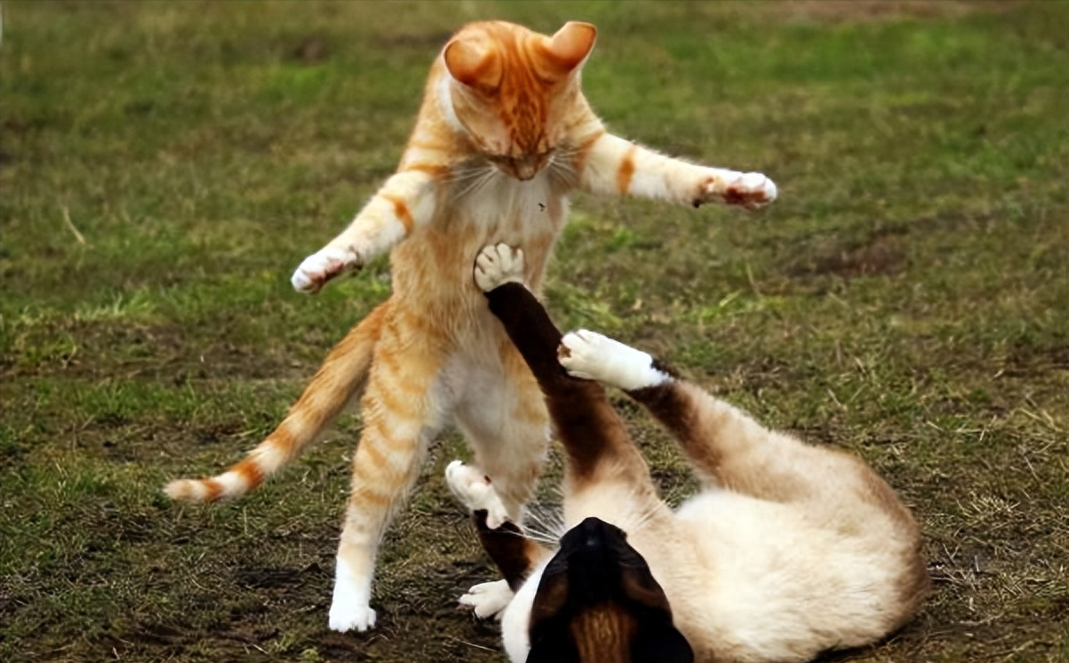 猫发情期嗷嗷叫啥原因（详解：猫咪交配前后惨叫的知识）