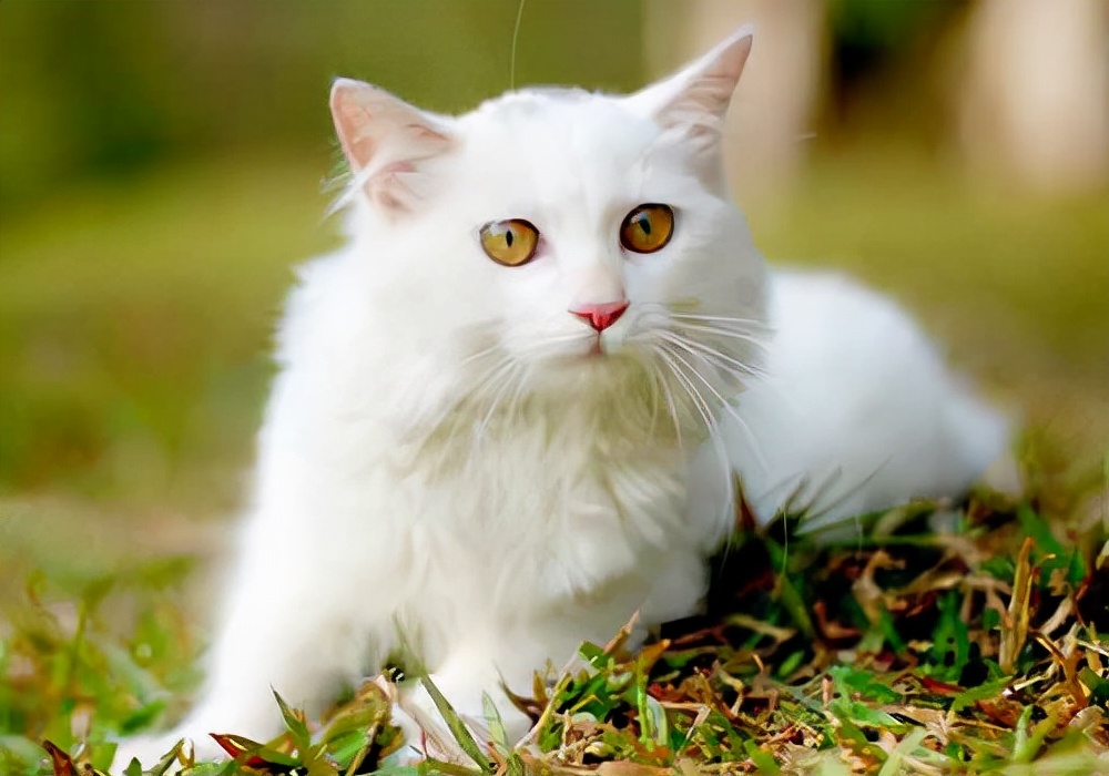 布偶猫与什么猫杂交来的(附:最早的布偶猫繁育品种)