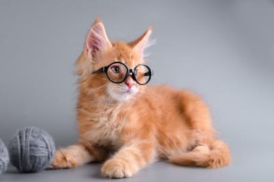 猫粮配料表(教你看懂猫粮配料表)