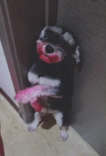 雪纳瑞狗好不好养(详解:养雪纳瑞的好处与坏处)