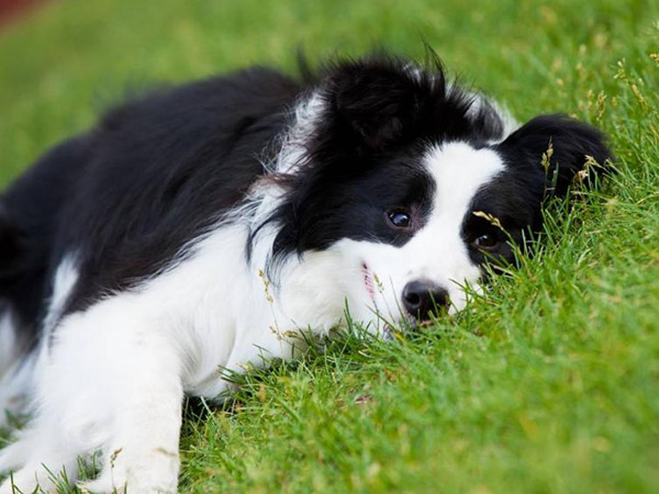 养边牧的7大禁忌(附:养边牧需要注意些什么)