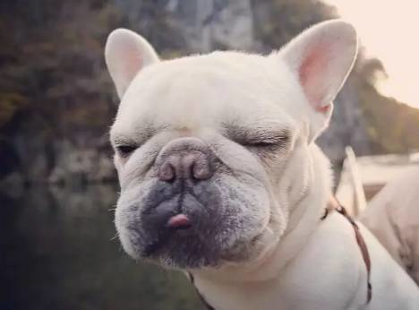 斗牛犬吃什么食物最好（详解：斗牛犬喜欢吃的食物）