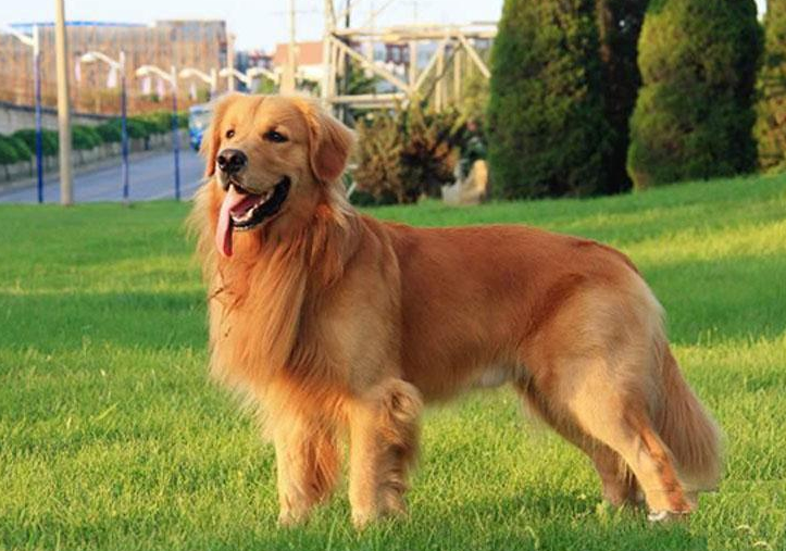 金毛犬怎么挑选（详解：挑选纯种金毛犬的技巧）