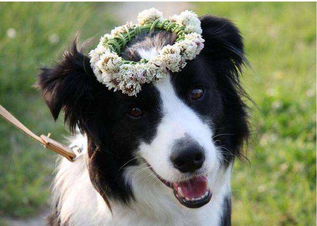 牧羊犬智商高为何很少人饲养（附：牧羊犬图片）