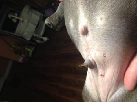 狗狗肚脐眼鼓包是什么情况（附：幼犬肚脐眼有个鼓包有危险吗）