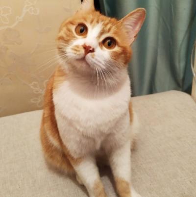 猫咪一直叫是什么原因（猫咪经常喵叫的原因）