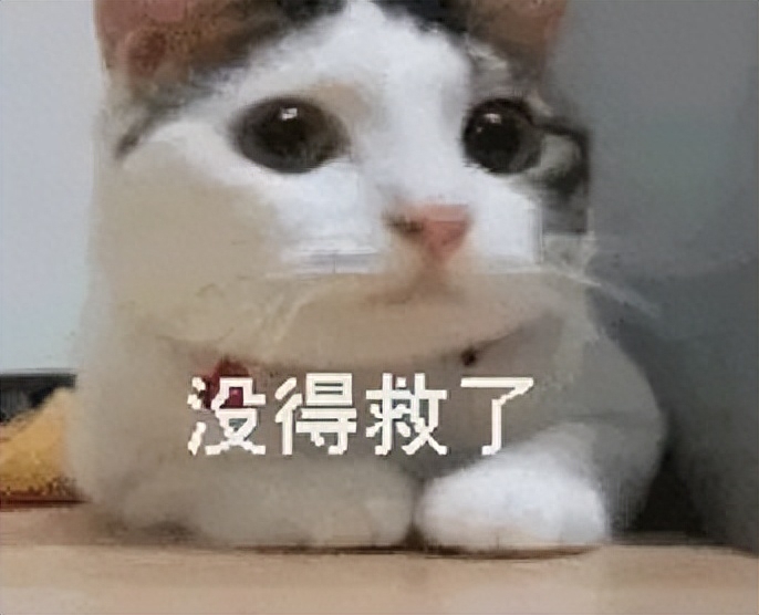 猫咪能吃蓝莓吗（附：猫能吃的果蔬红黑榜大合集）