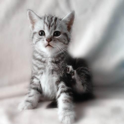 美短幼猫失败品相 怎么看美短猫纯不纯