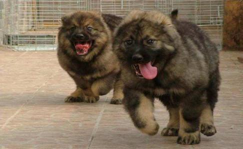 高加索犬十个不养理由(高加索犬好养吗)