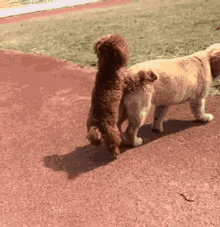 泰迪为什么老是做流氓动作(附:泰迪喜欢“骑跨行为”的原因)