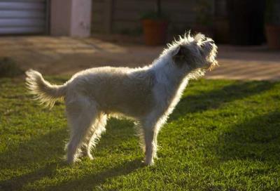 狗狗关在笼子里面老是叫怎么办(狗狗乱叫扰民)