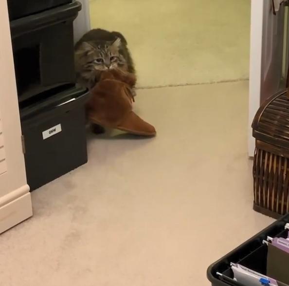 长毛狸花猫是什么品种(长毛狸花猫多少钱一只)