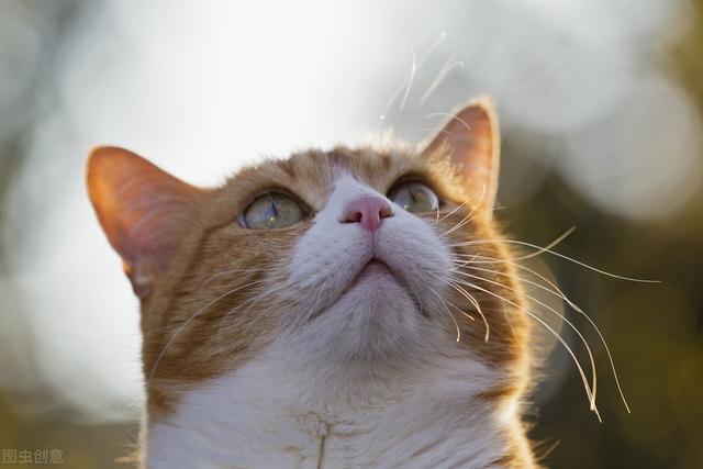 猫呼吸声很重好像鼻塞吃什么药(猫呼吸声很重好像鼻塞怎么办)