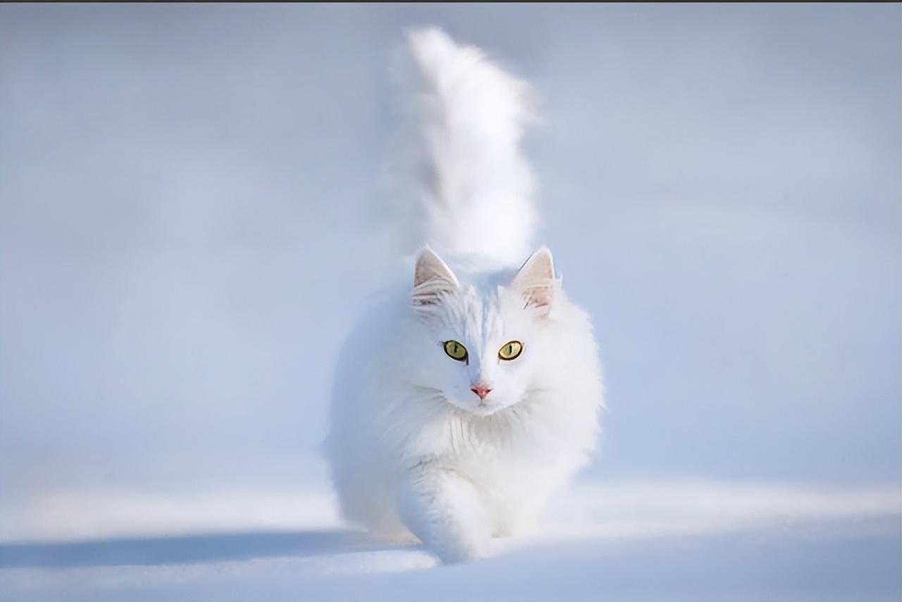 猫的图片大全大图侧面（看图识小猫猫品种大全）