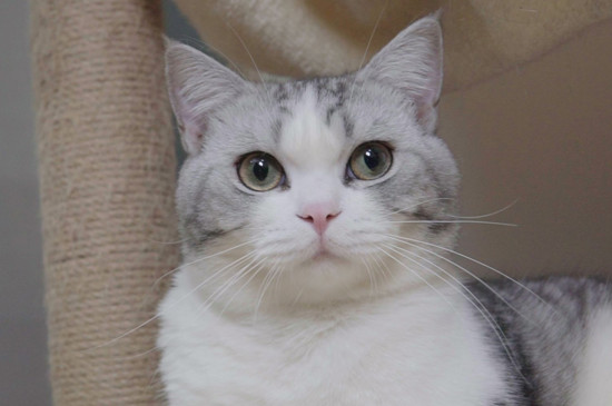 猫发烧多表现为何症状（附：猫咪发烧的治疗方法）