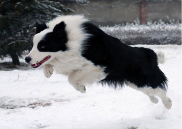 养边牧的7大禁忌(附:养边牧需要注意些什么)