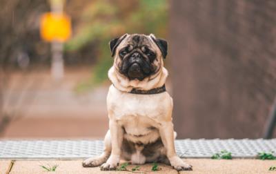 狗多大打疫苗(狗子疫苗怎么打)