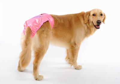 狗狗拉屎拉出血来了怎么回事（狗狗拉尿拉血怎么回事）