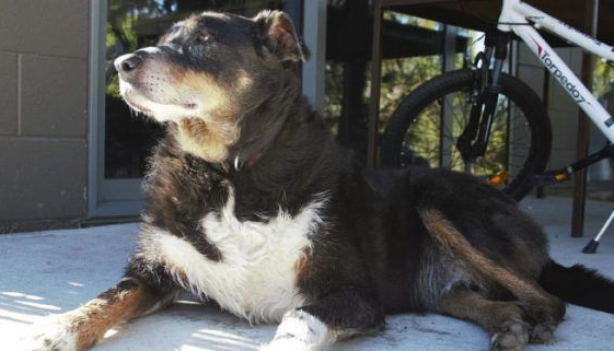 12岁牧羊犬突然走失 原来是救援佳话一则