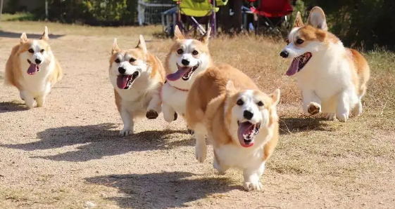 想让柯基犬认主人？大概需要这么久！