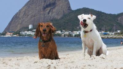 狗狗身患疾病的几大表现