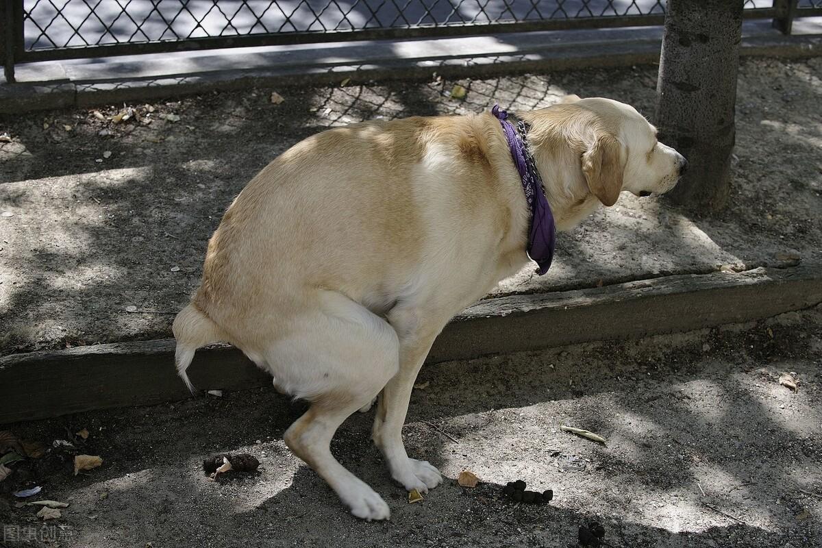 拉布拉多怎么养服从性才高（了解养一只健康的拉布拉多的方法）