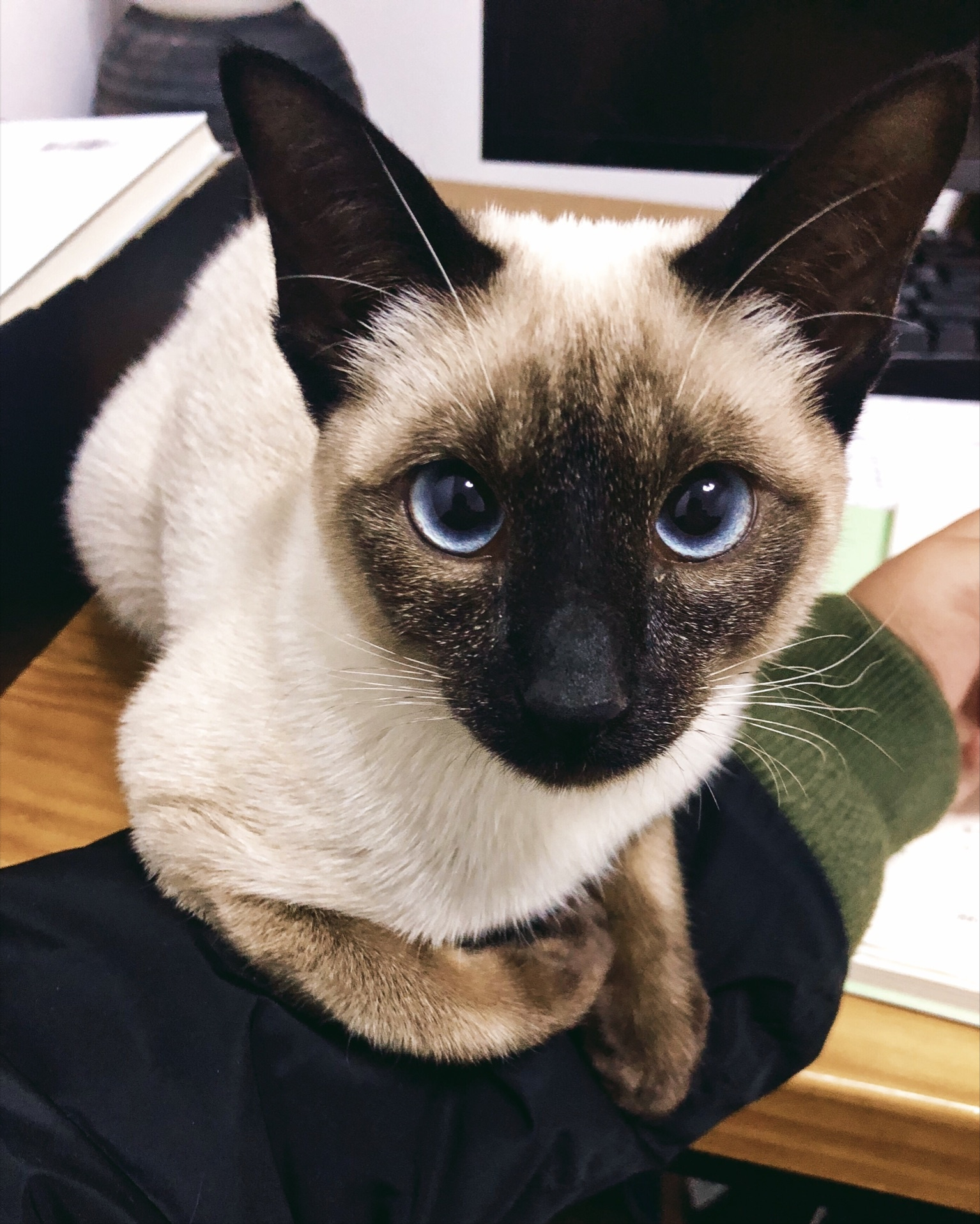 建议养暹罗猫的六个优点（暹罗猫好养吗）