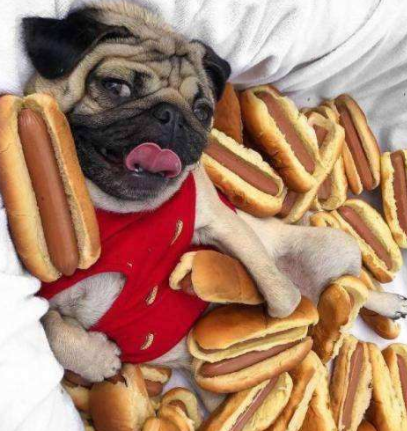 分析养巴哥犬的优缺点（巴哥犬好养吗）