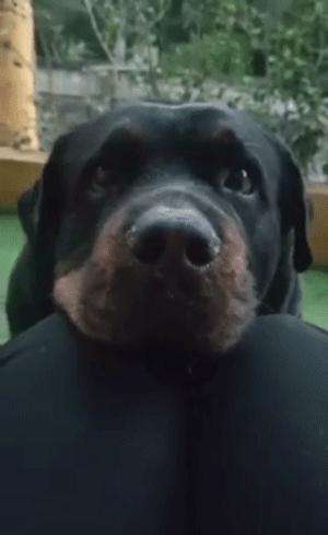 不推荐养这些狗,寿命短不能陪你很久