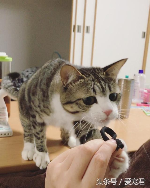 猫能吃鸡骨头吗(猫可以吃鸡骨头吗)