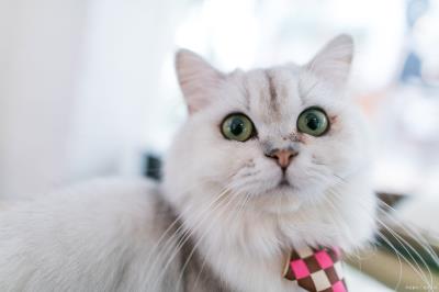 被自家猫抓伤出血要打针吗（被猫咪咬伤抓伤要打针吗）