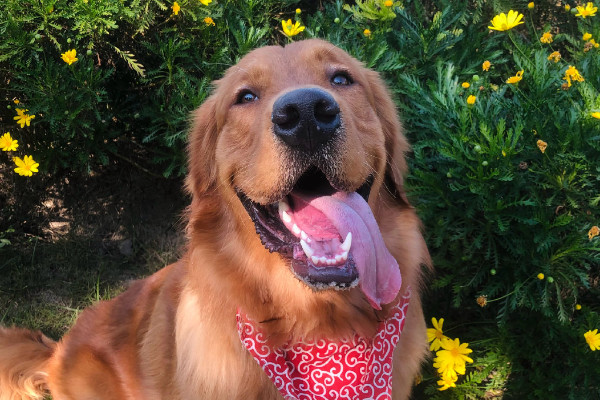 建议家养的大型犬清单