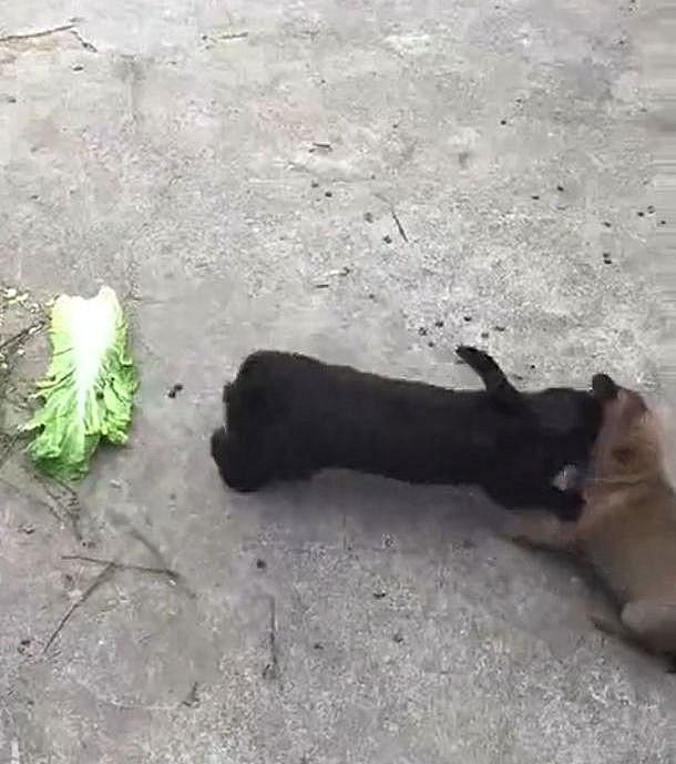 养宠物兔子要注意什么(详解:新手养兔子入门需知这几个要点)