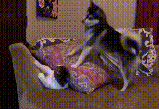 猫和狗为什么是天敌(猫和狗为什么是天敌民间传说)