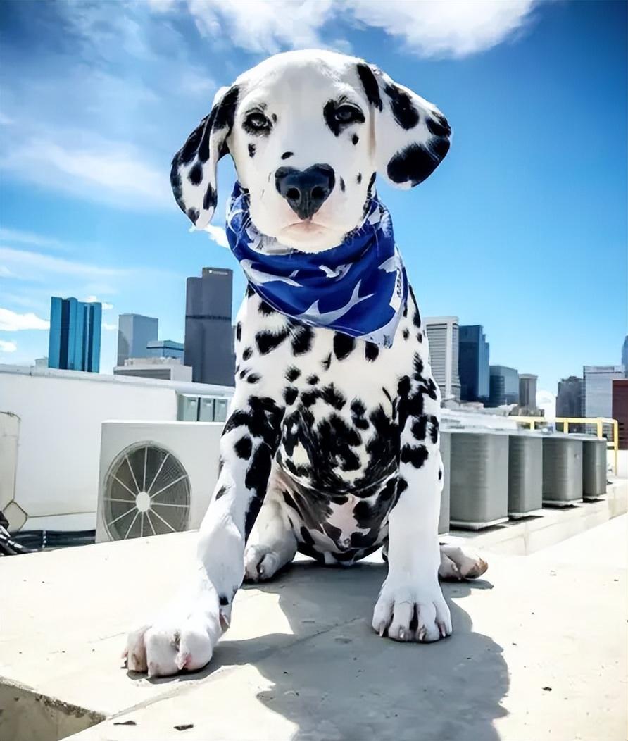 适合家养的短毛小型犬有哪些（常见小型犬品种大全）