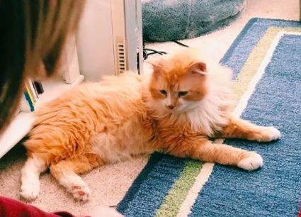 猫被抛弃后见到旧主人 养不熟的猫不想要了