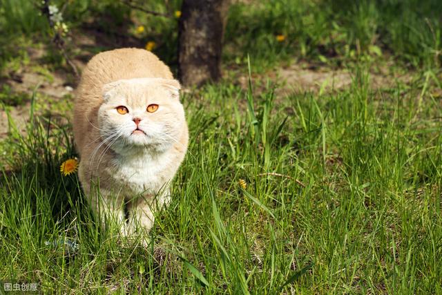 猫草多久吃一次比较好(猫草多久吃一次合适)