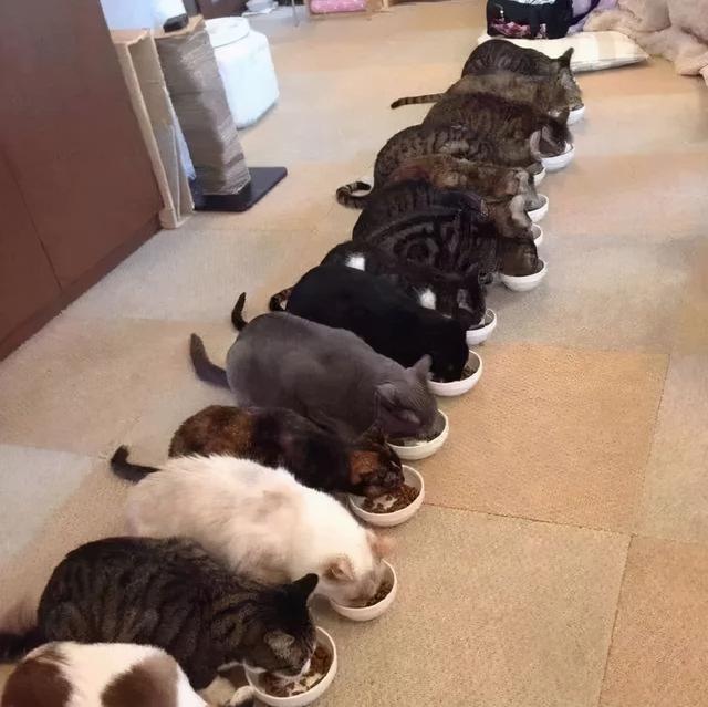 母猫不做绝育会怎么样(母猫不做绝育能活多久)