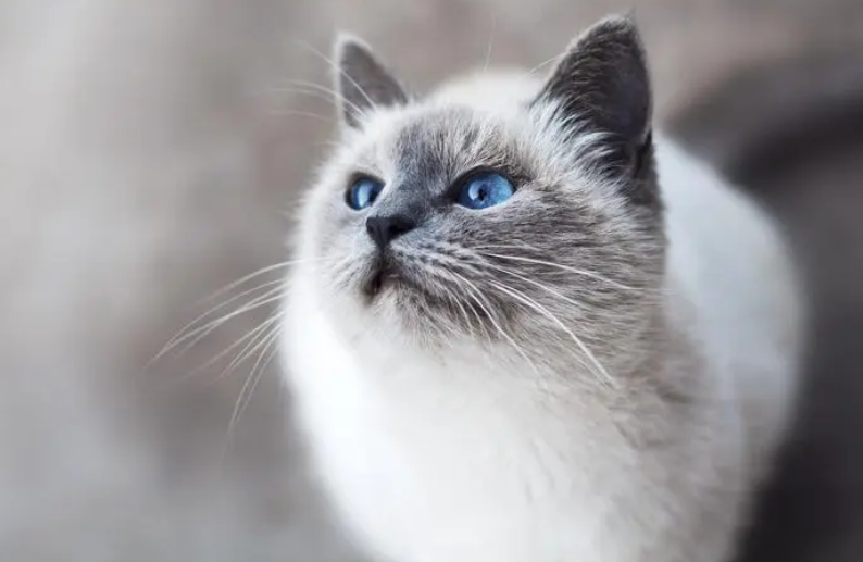 猫咪洗澡时要注意哪些事