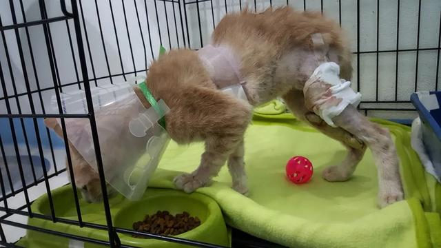 猫腿瘸了自己能恢复吗(猫后腿瘸了自己能恢复吗)