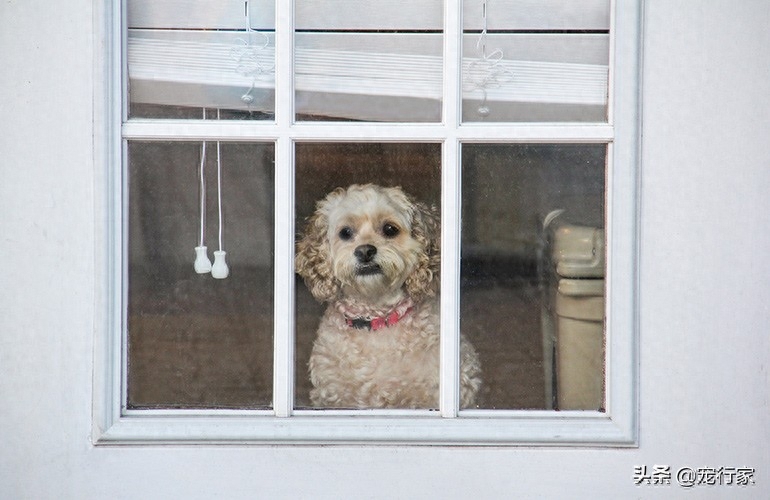 狗狗脑子每天在想什么（附：7件狗狗白天都会想的事情）