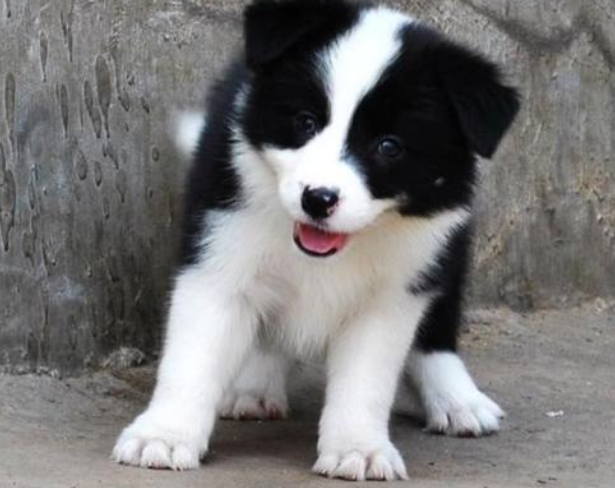 养边牧的注意事项(手把手教你如何饲养边境牧羊犬)